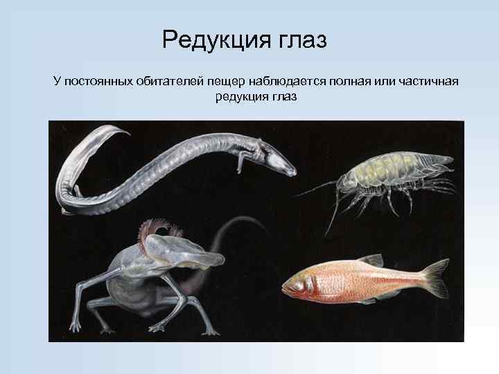Редукция глаз У постоянных обитателей пещер наблюдается полная или частичная редукция глаз 