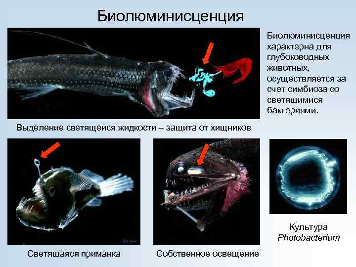 Биолюминисценция характерна для глубоководных животных, осуществляется за счет симбиоза со светящимися бактериями. Выделение светящейся