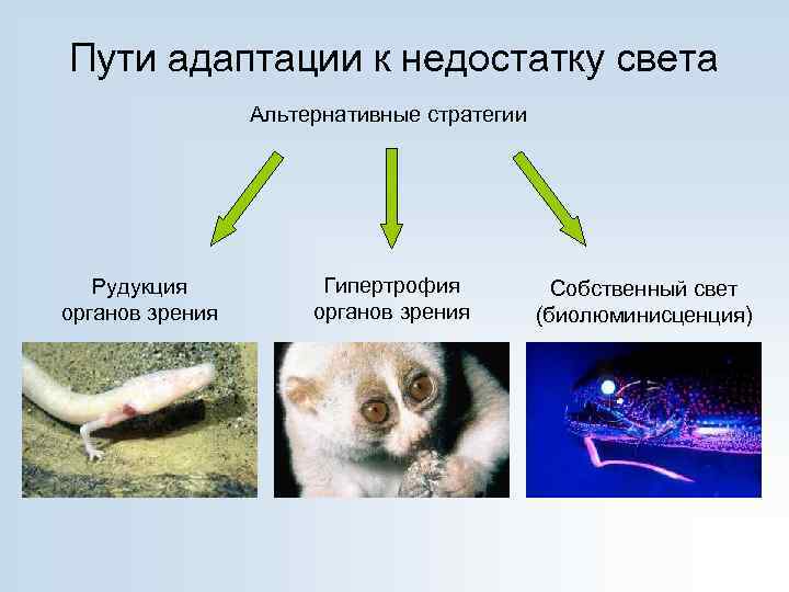 Пути адаптации к недостатку света Альтернативные стратегии Рудукция органов зрения Гипертрофия органов зрения Собственный