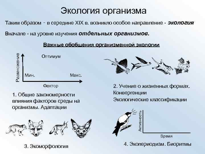 Экология организма Таким образом ‑ в середине XIX в. возникло особое направление - экология