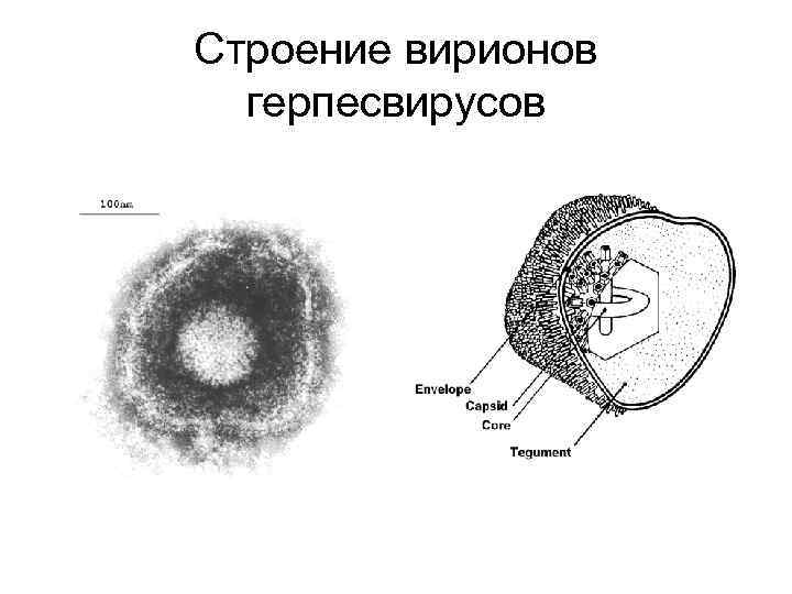 Строение вирионов герпесвирусов 