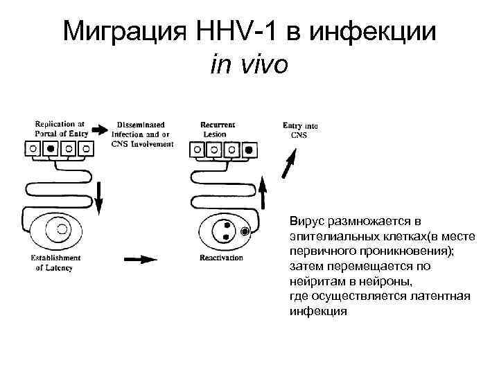 Миграция HHV-1 в инфекции in vivo Вирус размножается в эпителиальных клетках(в месте первичного проникновения);