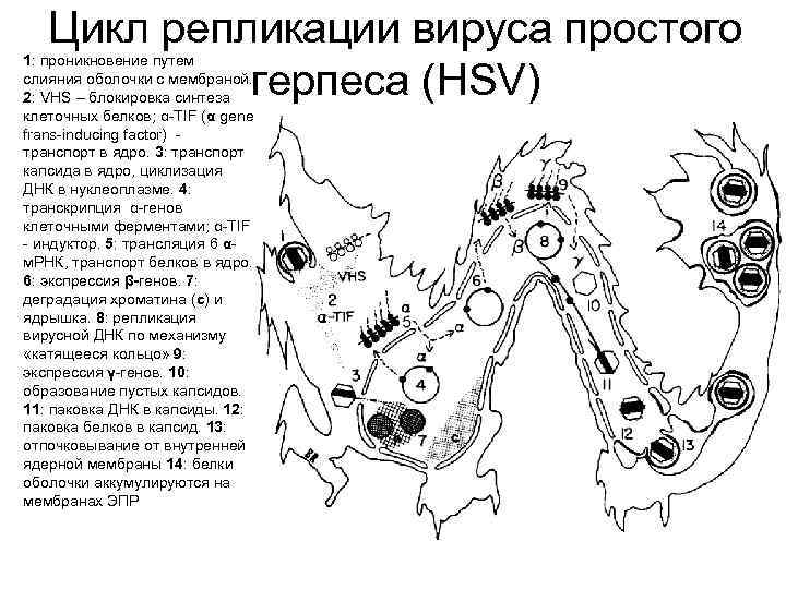 Цикл репликации вируса простого герпеса (HSV) 1: проникновение путем слияния оболочки с мембраной. 2: