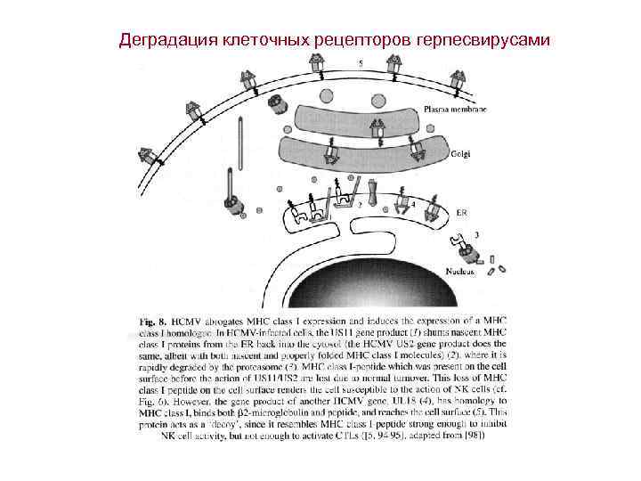 Деградация клеточных рецепторов герпесвирусами 