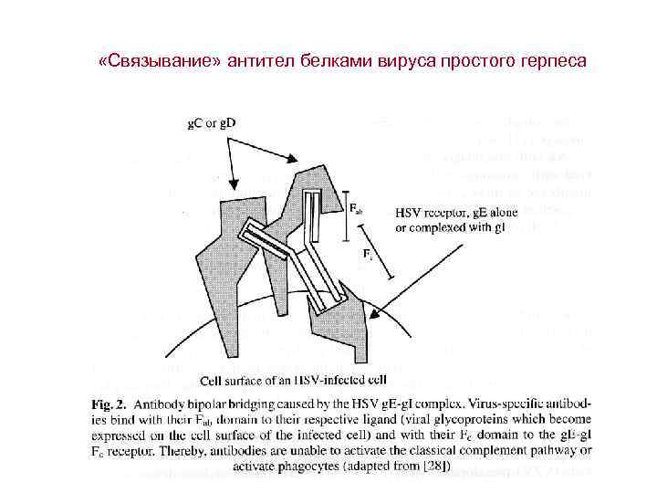  «Связывание» антител белками вируса простого герпеса 