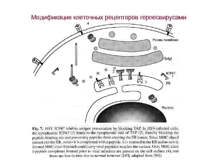 Модификация клеточных рецепторов герпесвирусами 