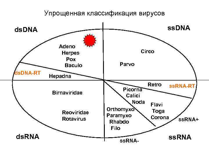 Упрощенная классификация вирусов ss. DNA ds. DNA Adeno Herpes Pox Baculo ds. DNA-RT Parvo