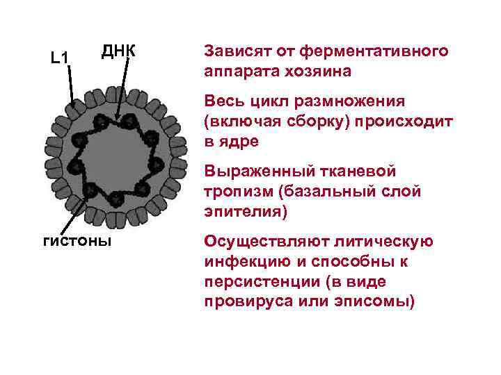 L 1 ДНК Зависят от ферментативного аппарата хозяина Весь цикл размножения (включая сборку) происходит