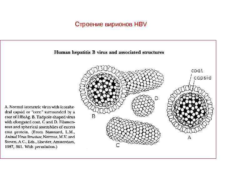 Строение вирионов HBV 