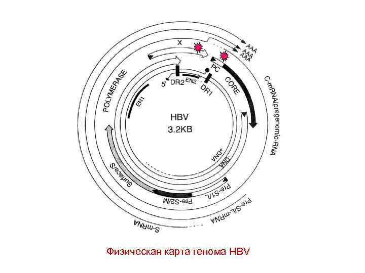 Физическая карта генома HBV 