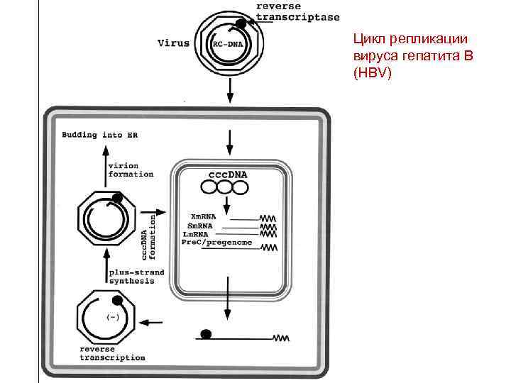 Цикл репликации вируса гепатита B (HBV) 