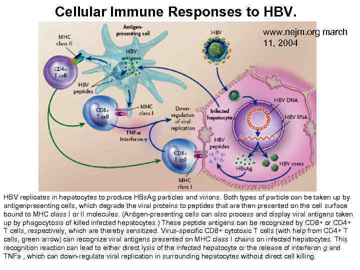 Cellular Immune Responses to HBV. www. nejm. org march 11, 2004 HBV replicates in