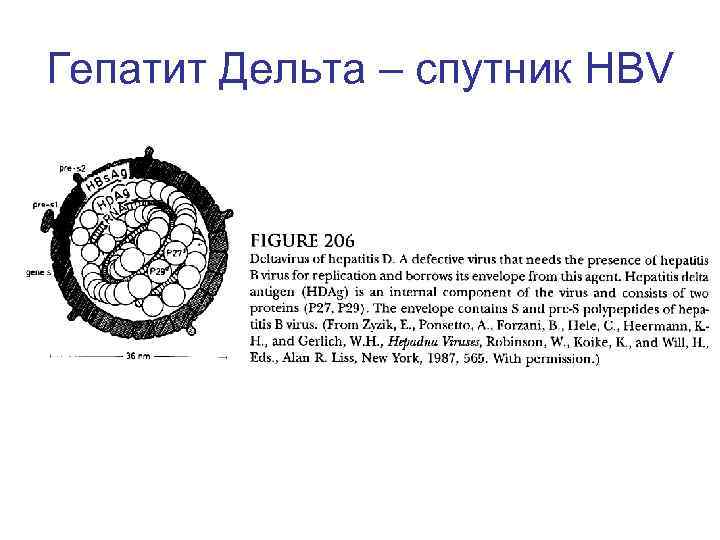 Гепатит Дельта – спутник HBV 