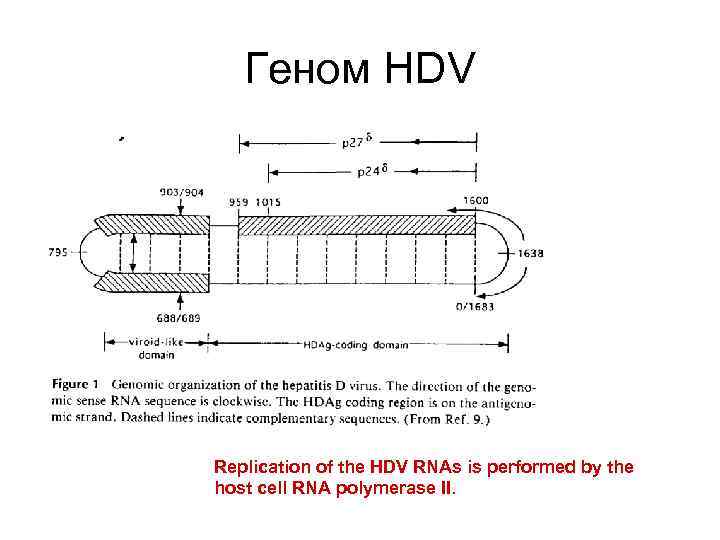 Геном HDV Replication of the HDV RNAs is performed by the host cell RNA