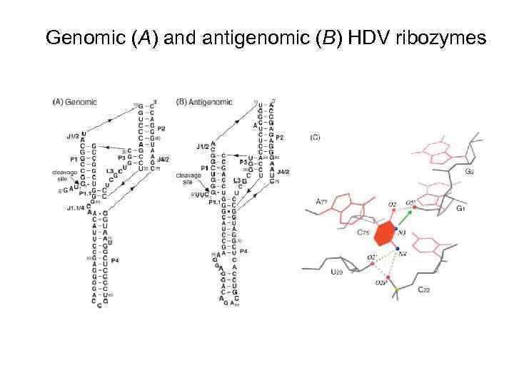 Genomic (A) and antigenomic (B) HDV ribozymes 