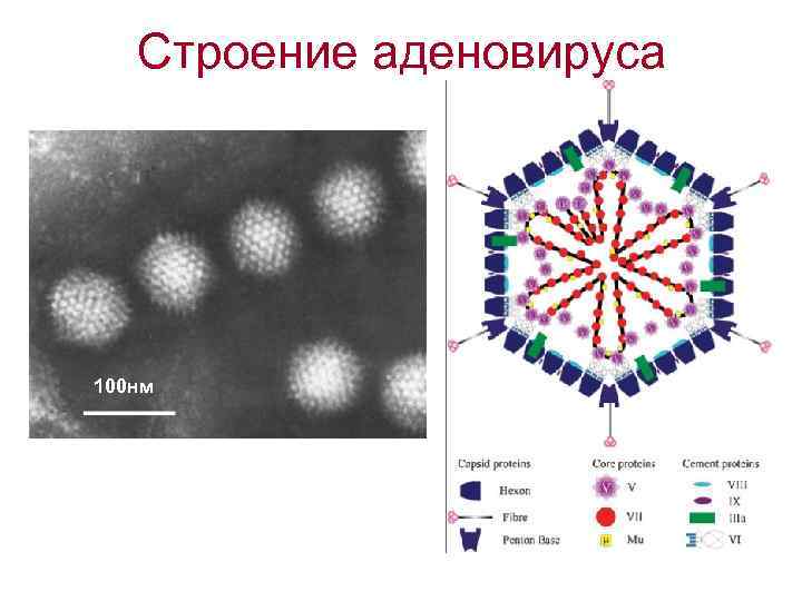 Строение аденовируса 100 нм 