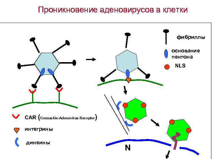 Проникновение аденовирусов в клетки фибриллы основание пентона NLS CAR (Coxsackie-Adenovirus Receptor) интегрины динеины N