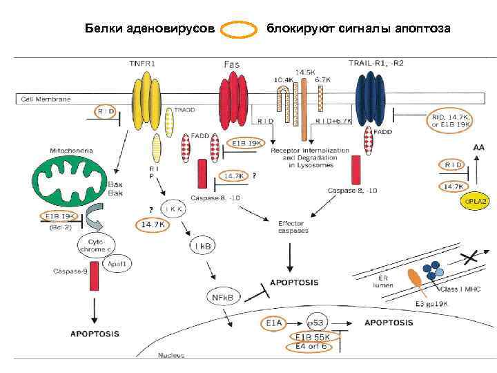 Белки аденовирусов блокируют сигналы апоптоза 