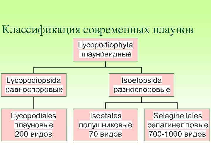 Классификация современных плаунов 