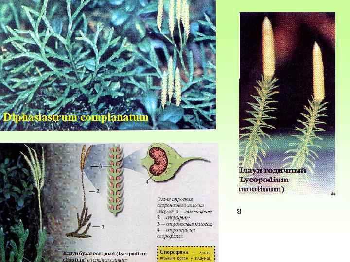 Diphasiastrum complanatum а 
