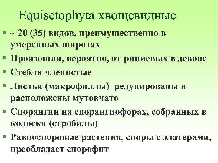 Equisetophyta хвощевидные § ~ 20 (35) видов, преимущественно в умеренных широтах § Произошли, вероятно,