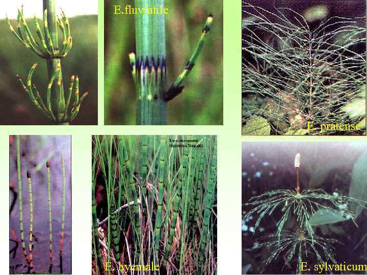 E. fluviatile E. pratense E. hyemale E. sylvaticum 