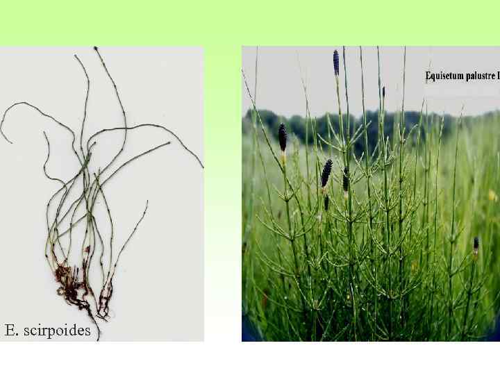 E. scirpoides 
