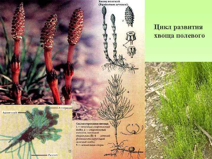 Цикл развития хвоща полевого 