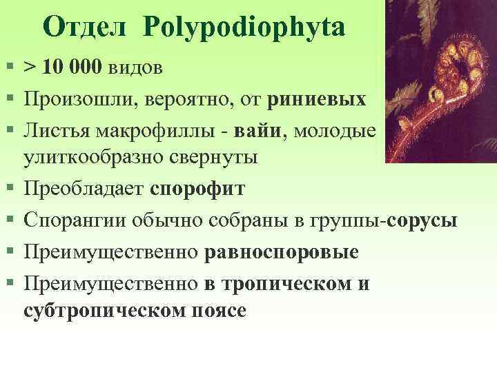 Отдел Polypodiophyta § > 10 000 видов § Произошли, вероятно, от риниевых § Листья