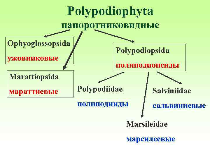 Polypodiophyta папоротниковидные Ophyoglossopsida ужовниковые Polypodiopsida полиподиопсиды Marattiopsida мараттиевые Polypodiidae Salviniidae полиподииды сальвиниевые Marsileidae марсилеевые