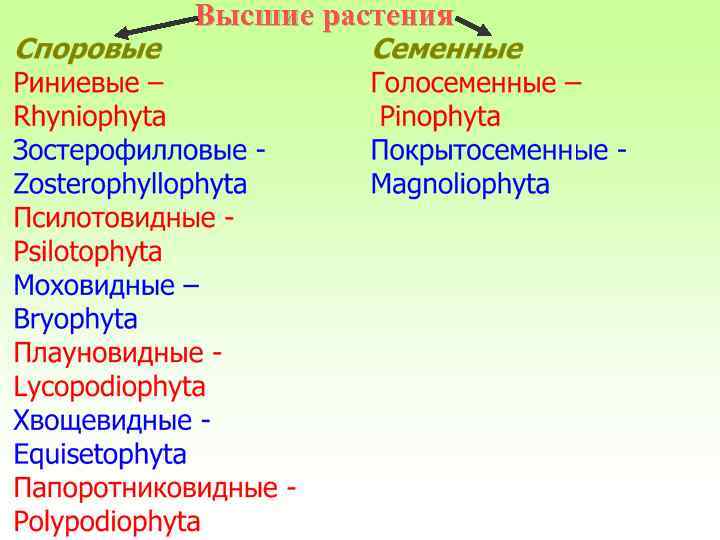 Высшие растения 