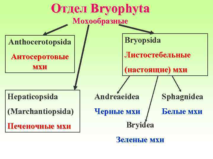 Отдел Bryophyta Мохообразные Anthocerotopsida Антосеротовые мхи Bryopsida Листостебельные (настоящие) мхи Hepaticopsida Andreaeidea Sphagnidea (Marchantiopsida)