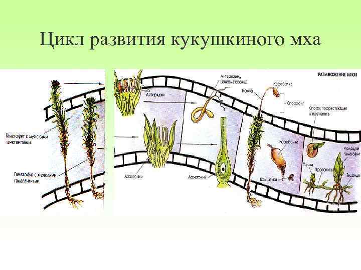 Цикл развития кукушкиного мха 