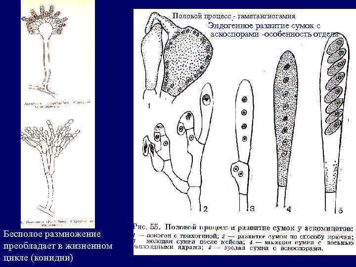 Цикл развития аскомицетов рисунок