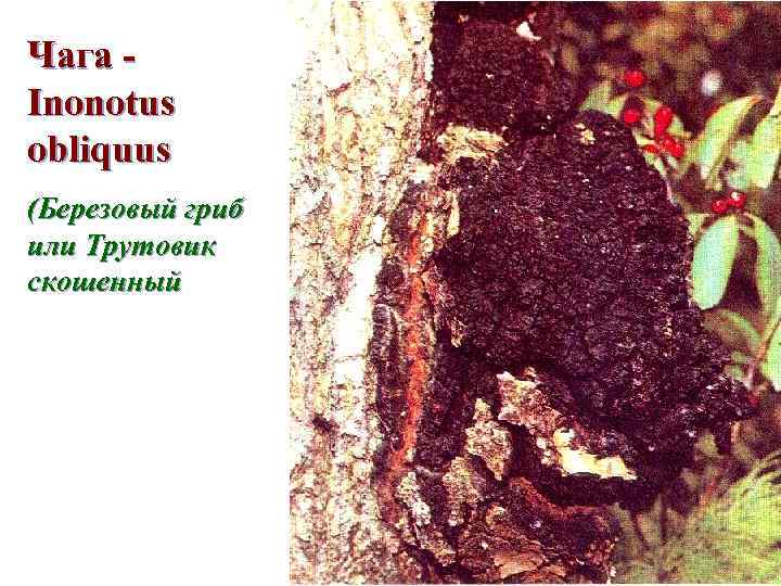 Чага Inonotus obliquus (Березовый гриб или Трутовик скошенный 