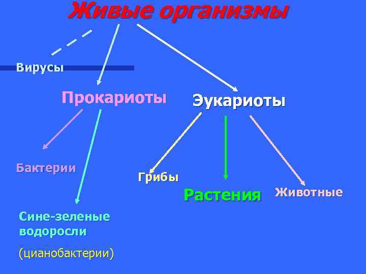 Какие организмы эукариоты