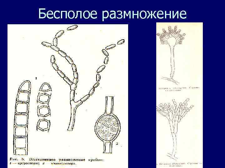 Бесполое размножение 