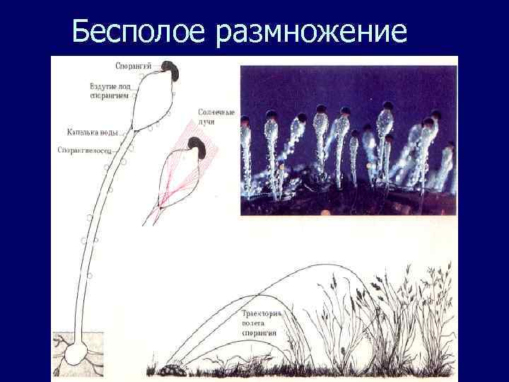 Бесполое размножение 