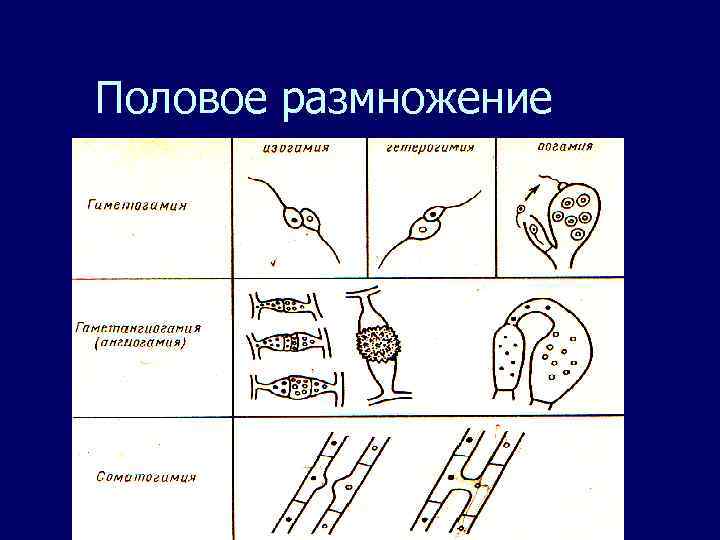 Половое размножение 