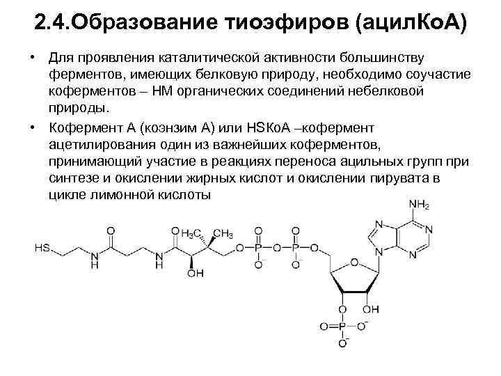 2. 4. Образование тиоэфиров (ацил. Ко. А) • Для проявления каталитической активности большинству ферментов,