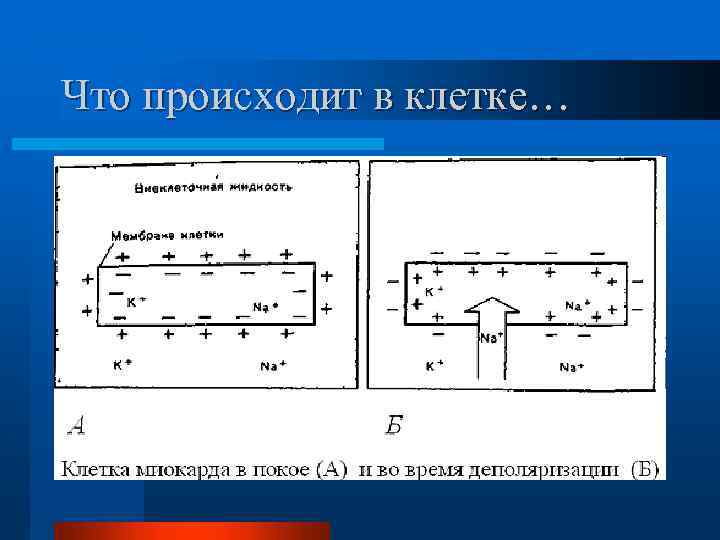 Что происходит в клетке… 