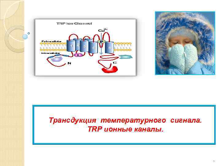 Трансдукция температурного сигнала. TRP ионные каналы. 1 