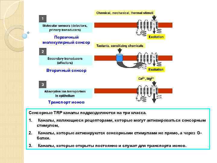 Первичный молекулярный сенсор Вторичный сенсор Транспорт ионов Fig. 1 Сенсорные TRP каналы подразделяются на