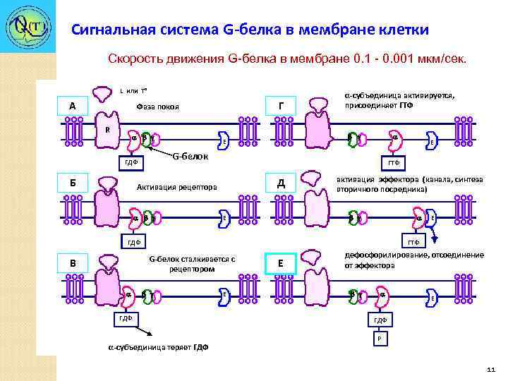 Сигнальная система G-белка в мембране клетки Скорость движения G-белка в мембране 0. 1 -