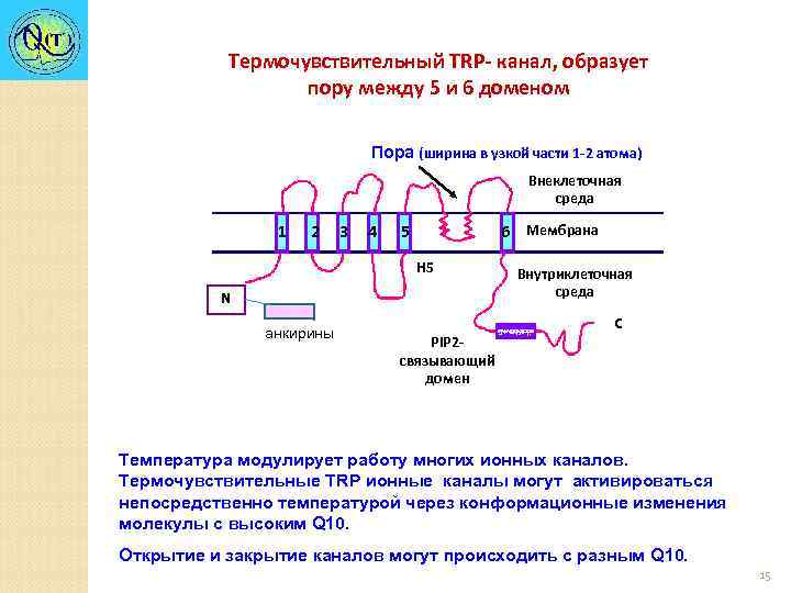 Термочувствительный TRP- канал, образует пору между 5 и 6 доменом Пора (ширина в узкой