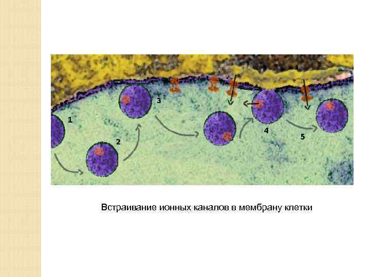 Встраивание ионных каналов в мембрану клетки 