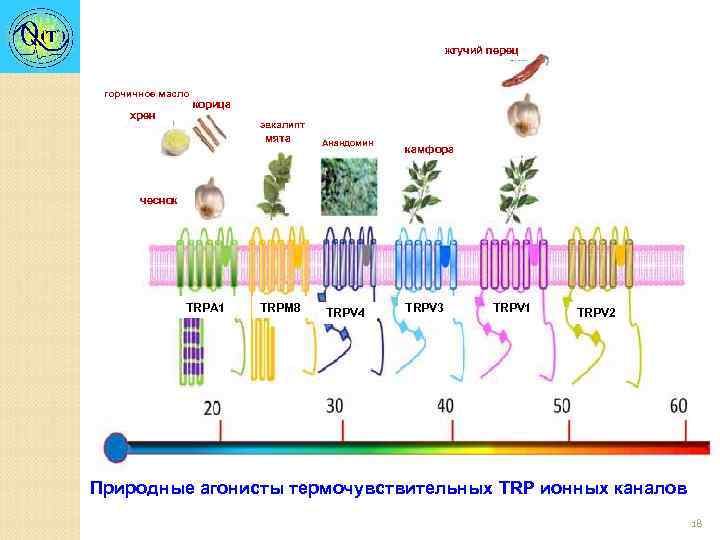 жгучий перец горчичное масло хрен корица эвкалипт мята Анандомин камфора чеснок TRPA 1 TRPM