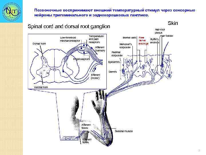 Позвоночные воспринимают внешний температурный стимул через сенсорные нейроны тригеминального и заднекорешковых ганглиев. Skin Spinal