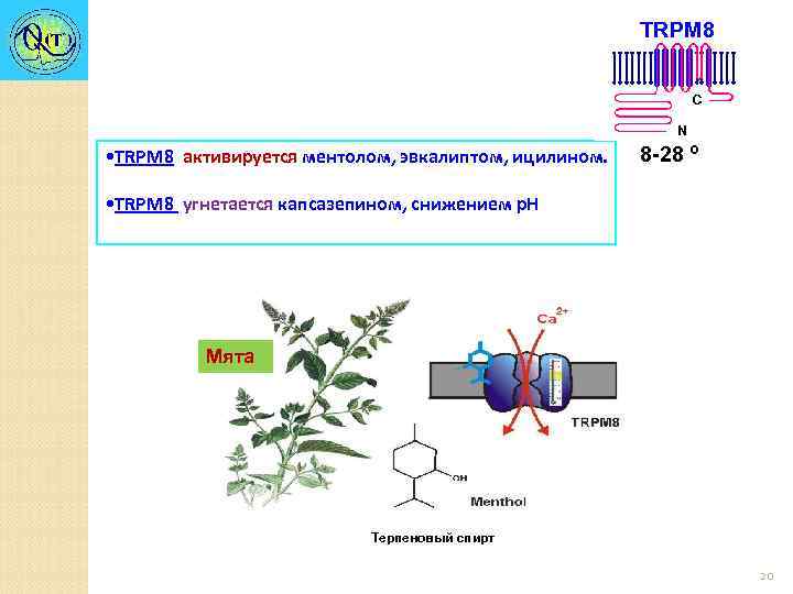 TRPM 8 C N • TRPM 8 активируется ментолом, эвкалиптом, ицилином. 8 -28 º