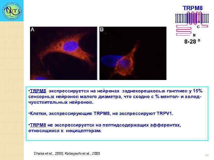 TRPM 8 C N 8 -28 º • TRPM 8 экспрессируется на нейронах заднекорешковых